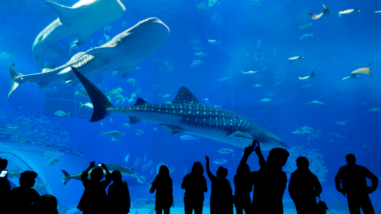 Zoo and Aquarium