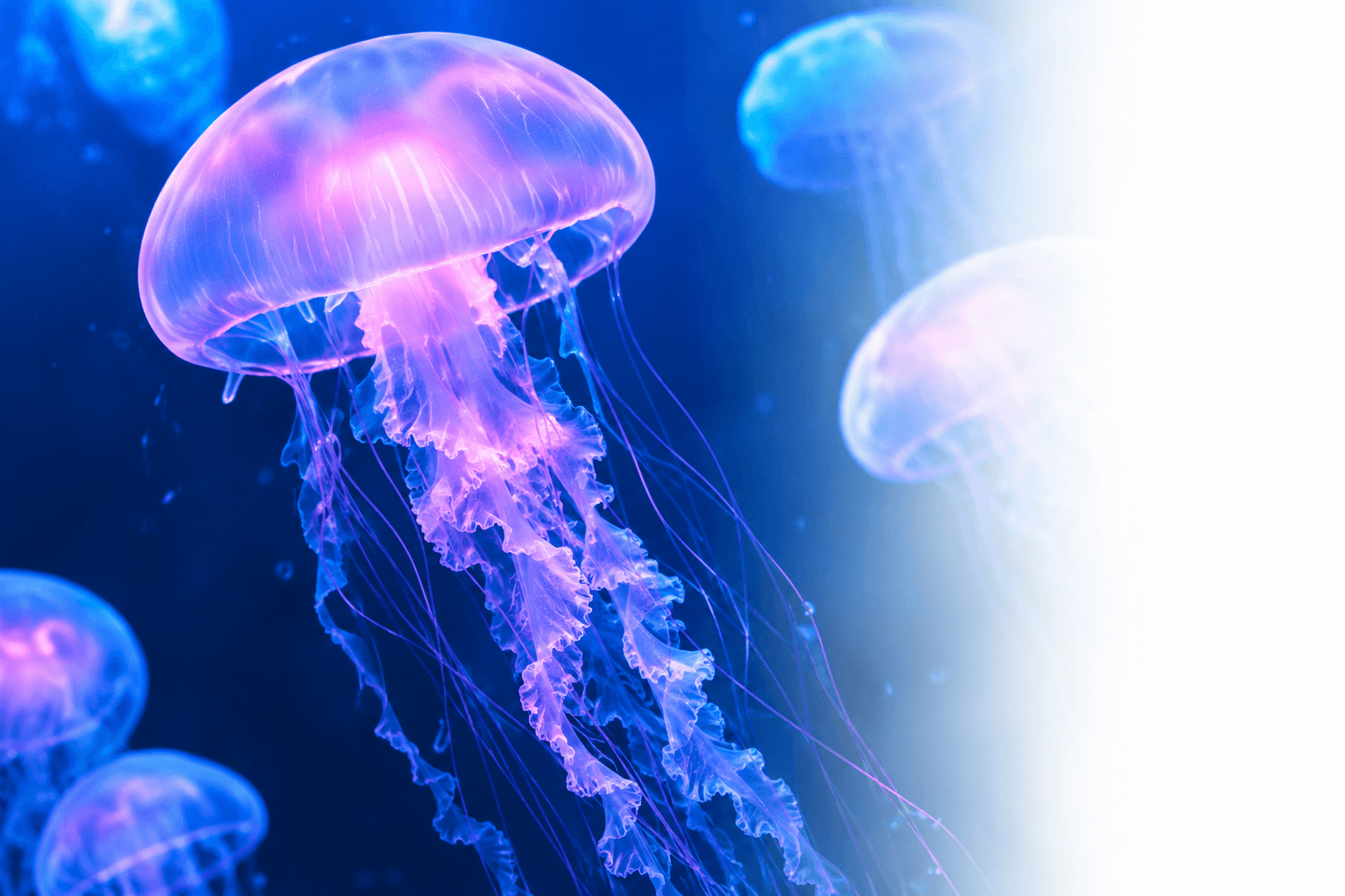 Aquatarium